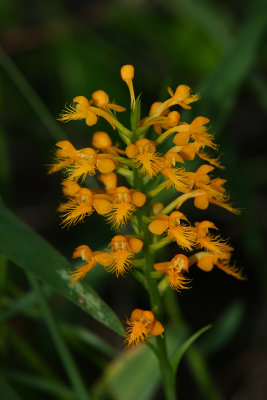 Orange Crested Orchid