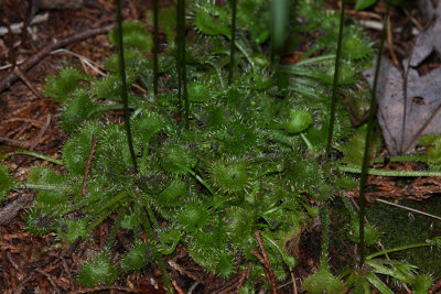 Round-leaved Sundew