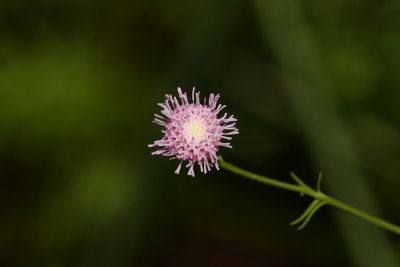 Pink Bogbutton