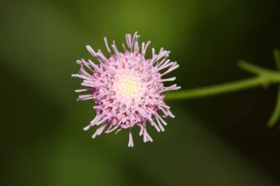Sclerolepis uniflora- (Pink Bogbutton)