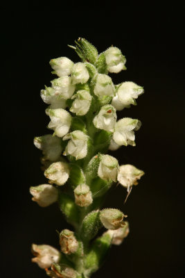 Rattlesnake Orchid