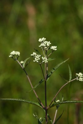 Pine Barrens Boneset