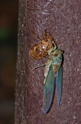 Newly molted Cicada