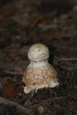 Looks like a snowman!