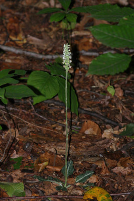 Rattlesnake Orchid