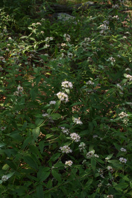 Pycnanthemum incanum- Hoary Mountain Mint