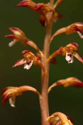 Corallorhiza maculata