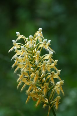 Platanthera x bicolor