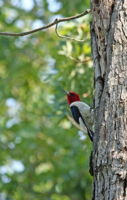 Red-headed Woodpecker