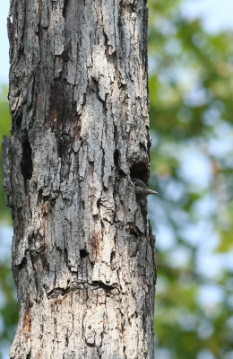 Juvenile Red-headed Woodpecker!