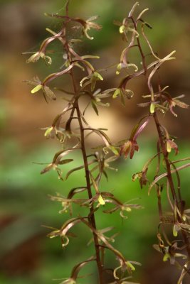 Tipularia discolor- (Cranefly Orchid)