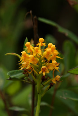 Orange Crested Orchid