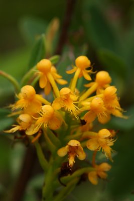 Orange Crested Orchid