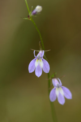 Nuttall's Lobelia
