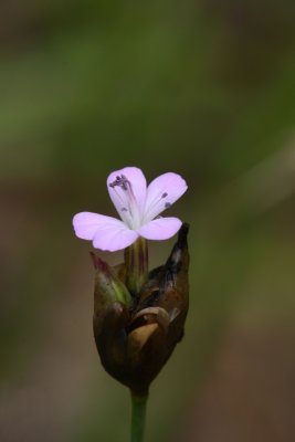 Petrorhagia prolifera (Childing Pink)