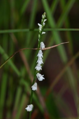 Little Ladies Tresses