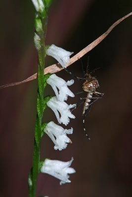 Little Ladies Tresses