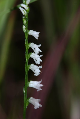 Little Ladies Tresses