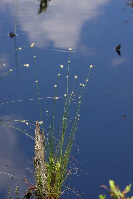 IMG_7499.jpg