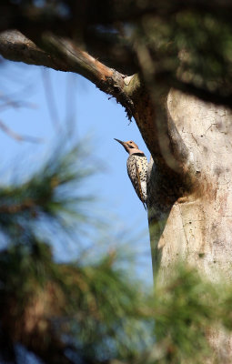 Northern Flicker
