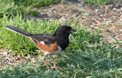 Eastern Towhee