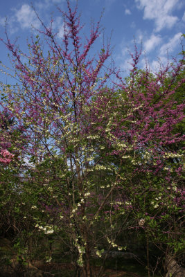 Eastern Redbud and Carolina Silverbell