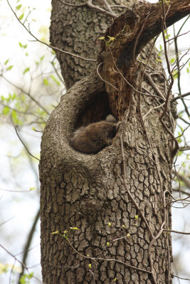 Sleepy 'coon