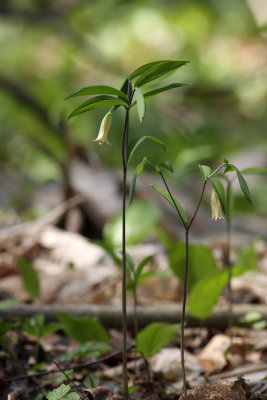 Sessile-leaf Bellwort
