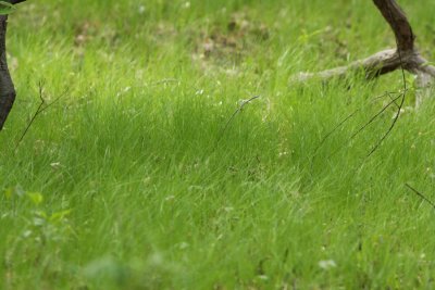 Pennsylvania Sedge