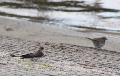 Northern Rough-winged Swallow