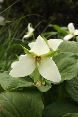 Sweet White Trillium