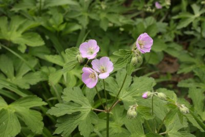 Wild Geranium
