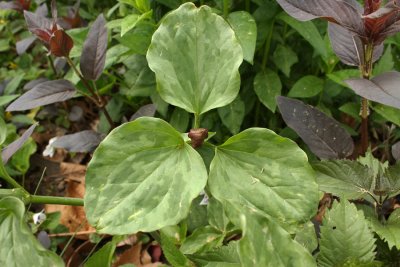 Prairie Trillium