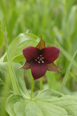 Red Trillium