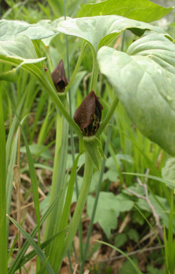 Prairie Trillium