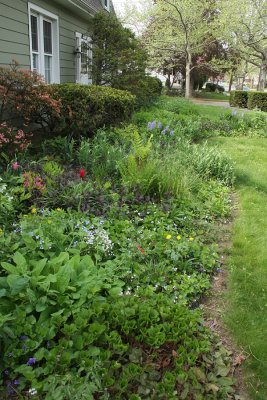 My garden.