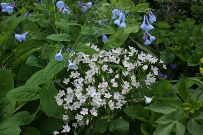 Claytonia virginica (Spring Beauty)