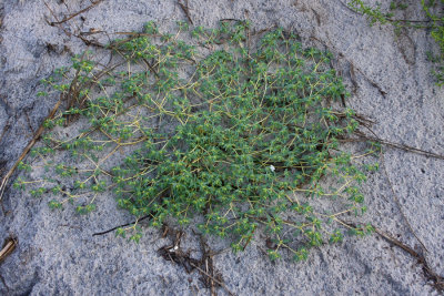Chamaesyce polygonifolia (Seaside Spurge)