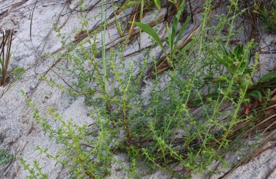 Salsola kali (Prickly Saltwort)