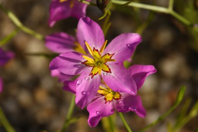 Salt Marsh Pink