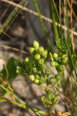 Sea Rocket (Cakile edentula)