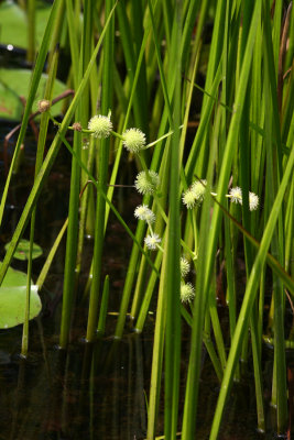 American Bur-reed