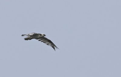 IMG_7922.jpg