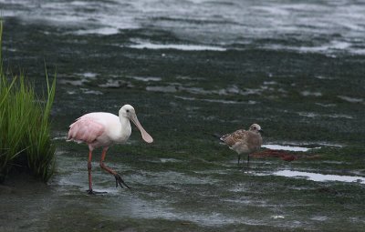 IMG_7962.jpg
