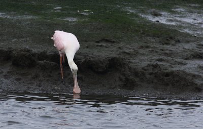 IMG_7965.jpg