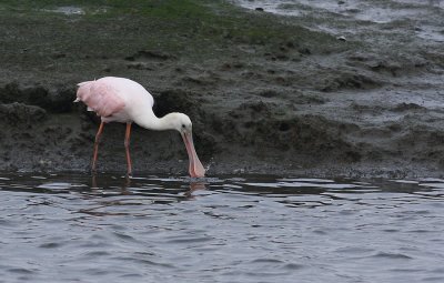 IMG_7967.jpg