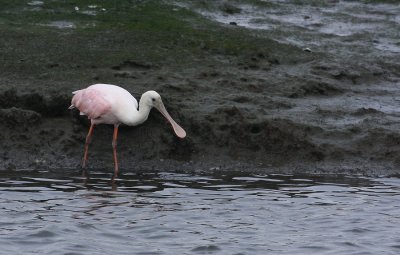 IMG_7968.jpg