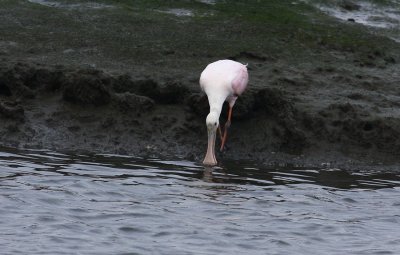 IMG_7971.jpg