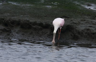 IMG_7972.jpg