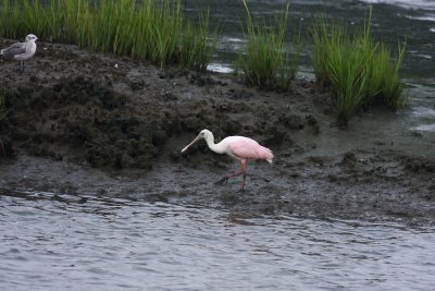 Uncropped shot to show habitat.
